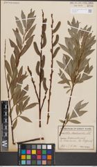 Foto von Salix daphnoides Vill.